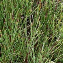 images/productimages/small/Ephedra Nevadensis 20 seeds.jpg